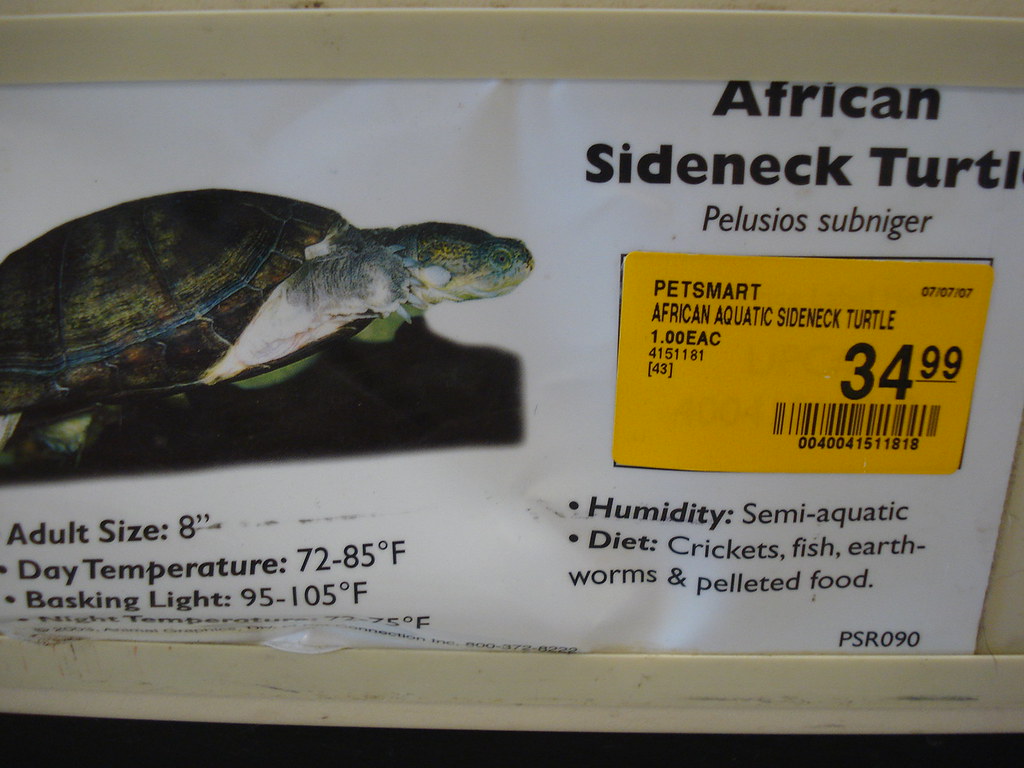 African Sideneck Turtle F Bia Peitl