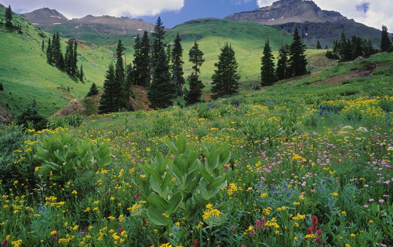 Best Alpine Meadows Wallpaper Wildflower
