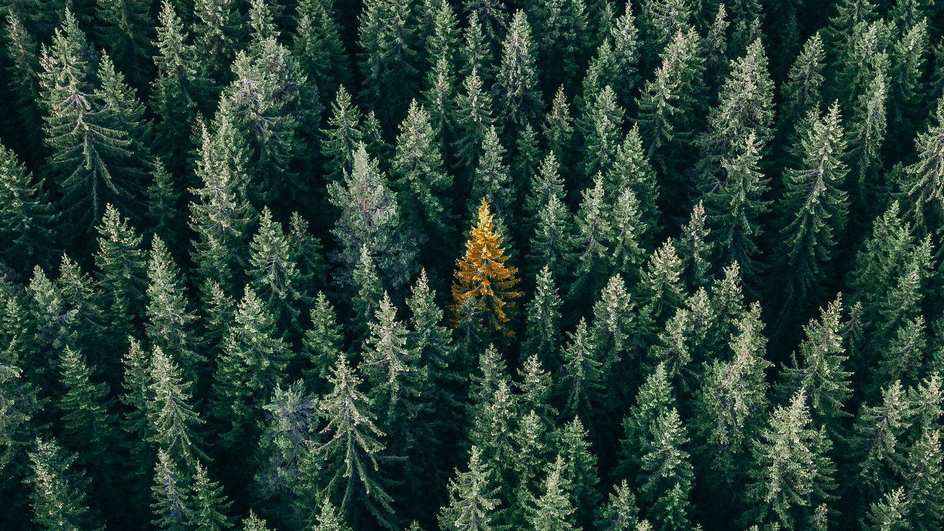 Forest Wallpaper
