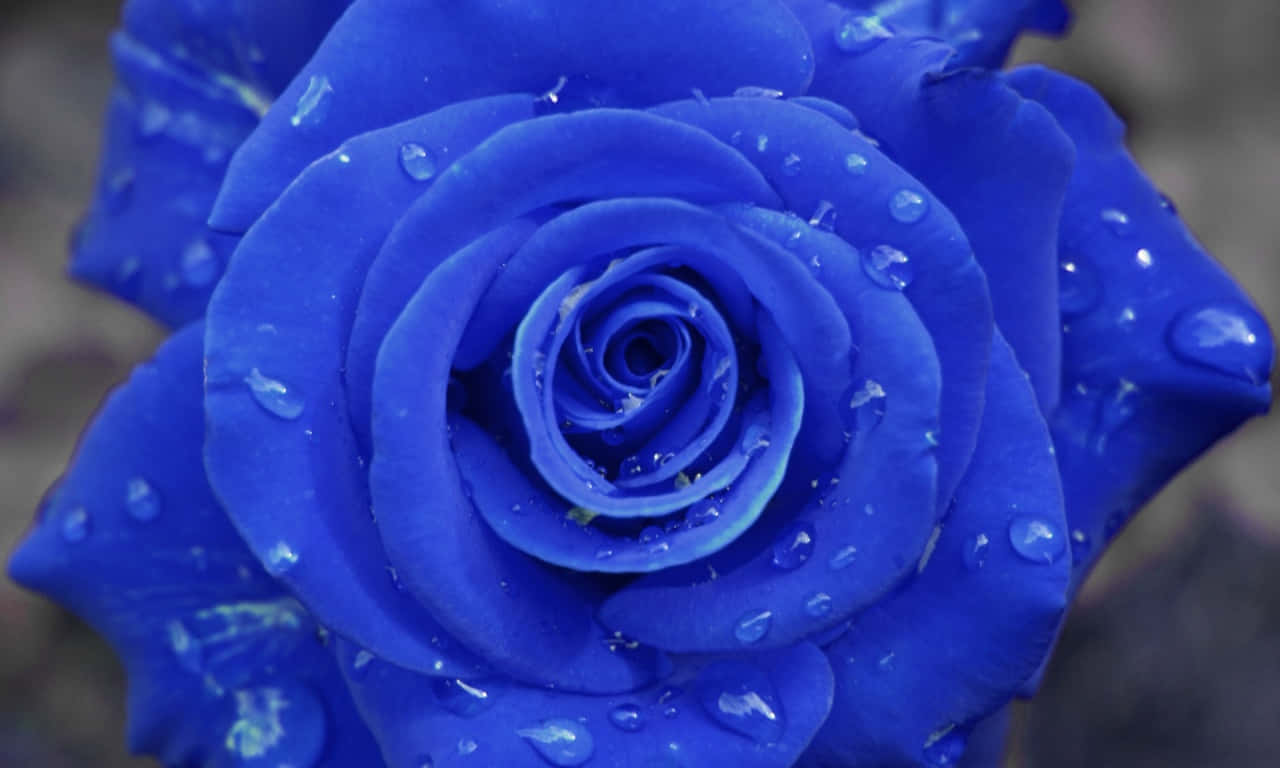 Rose Ci1o5fvjmmfetwzc Wallpaper