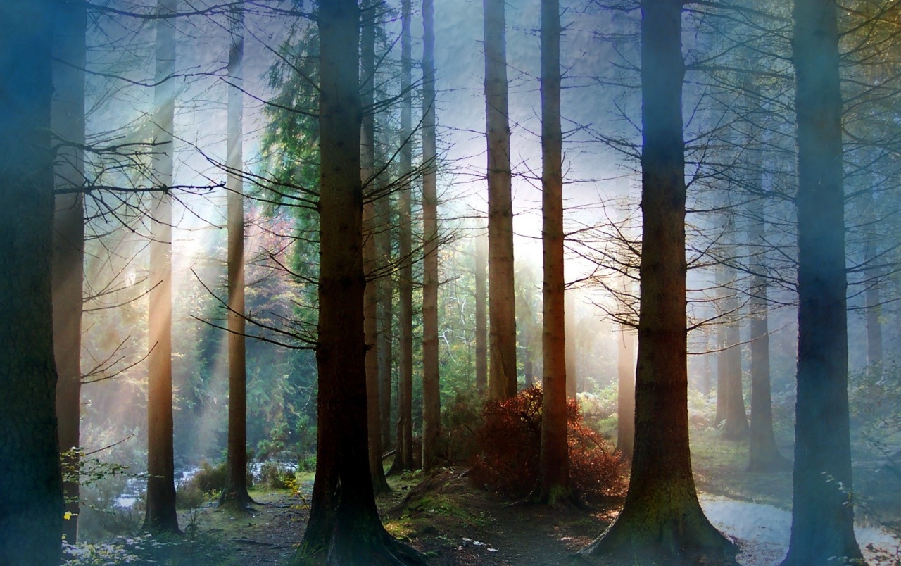 Fog In Forest Wallpaper Stock Photos