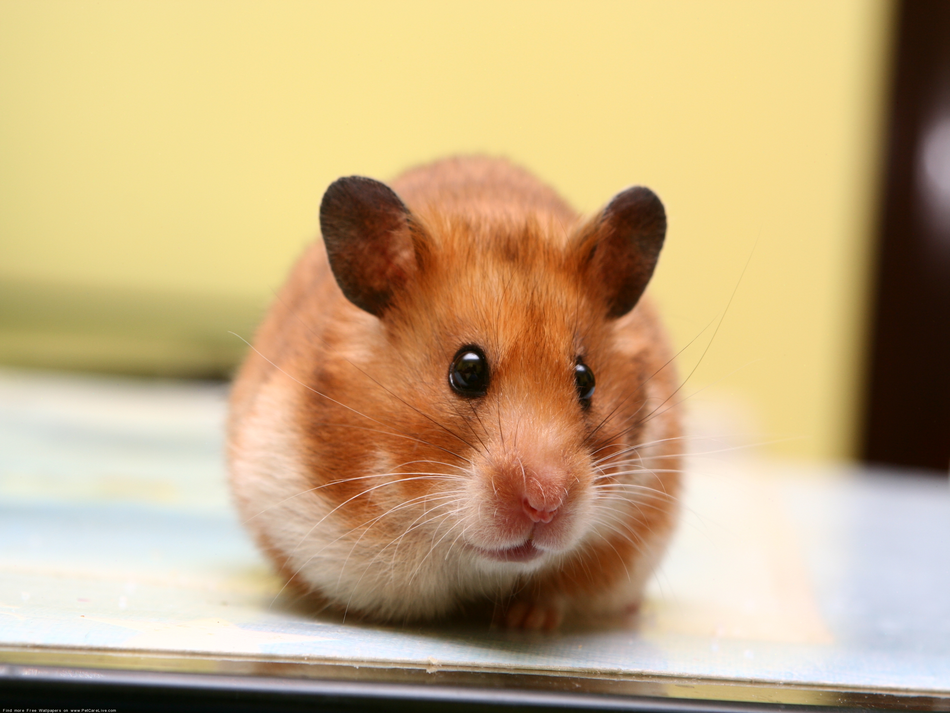 The Hamster Puter Wallpaper Pictures For Pc