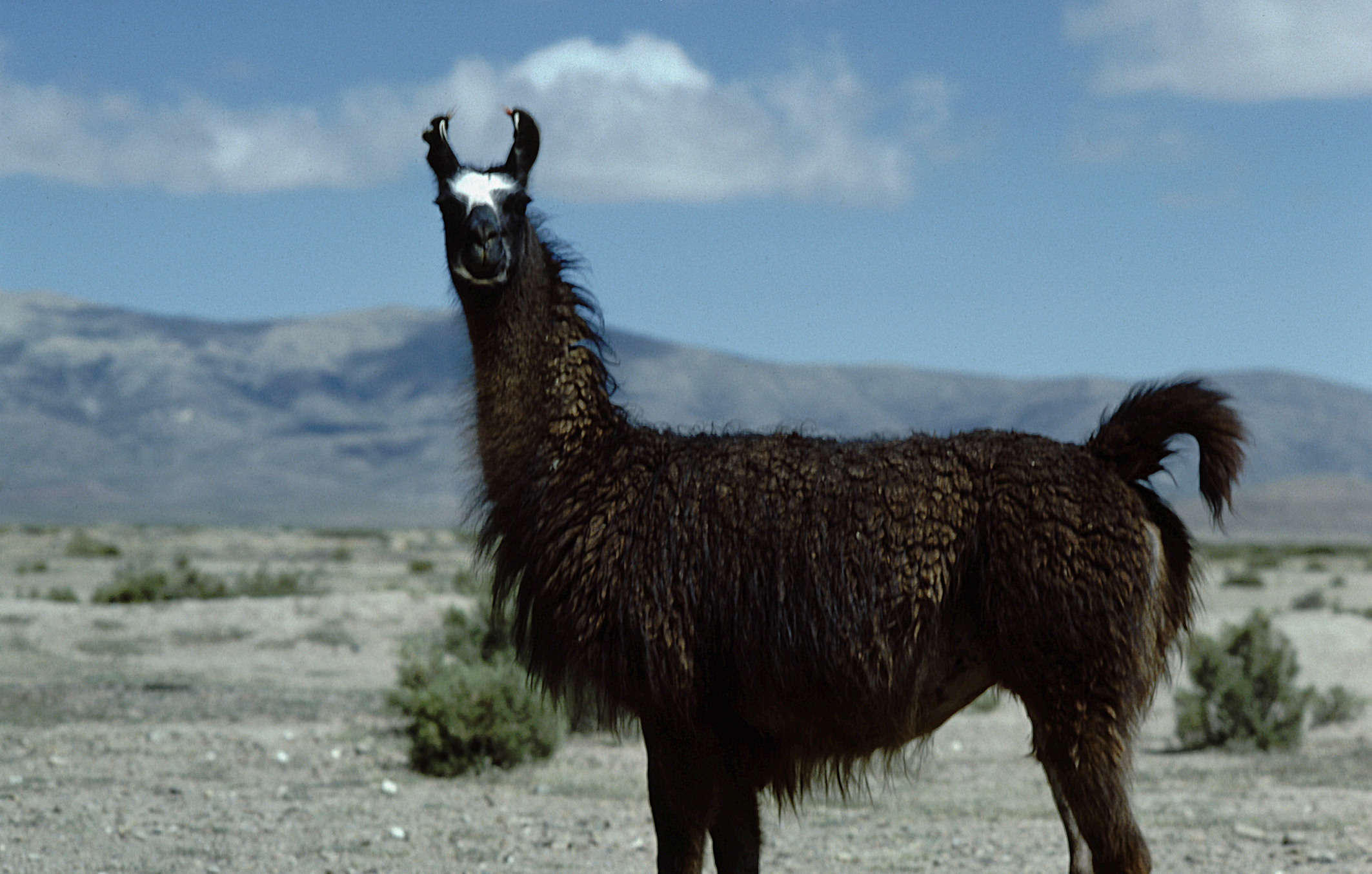 Lama Wallpaper Animal Hq Picture