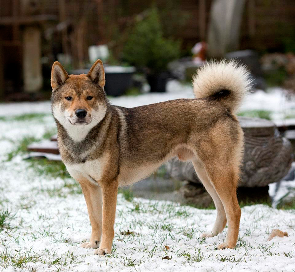 Dog In The Snow Photo And Wallpaper Beautiful Shikoku