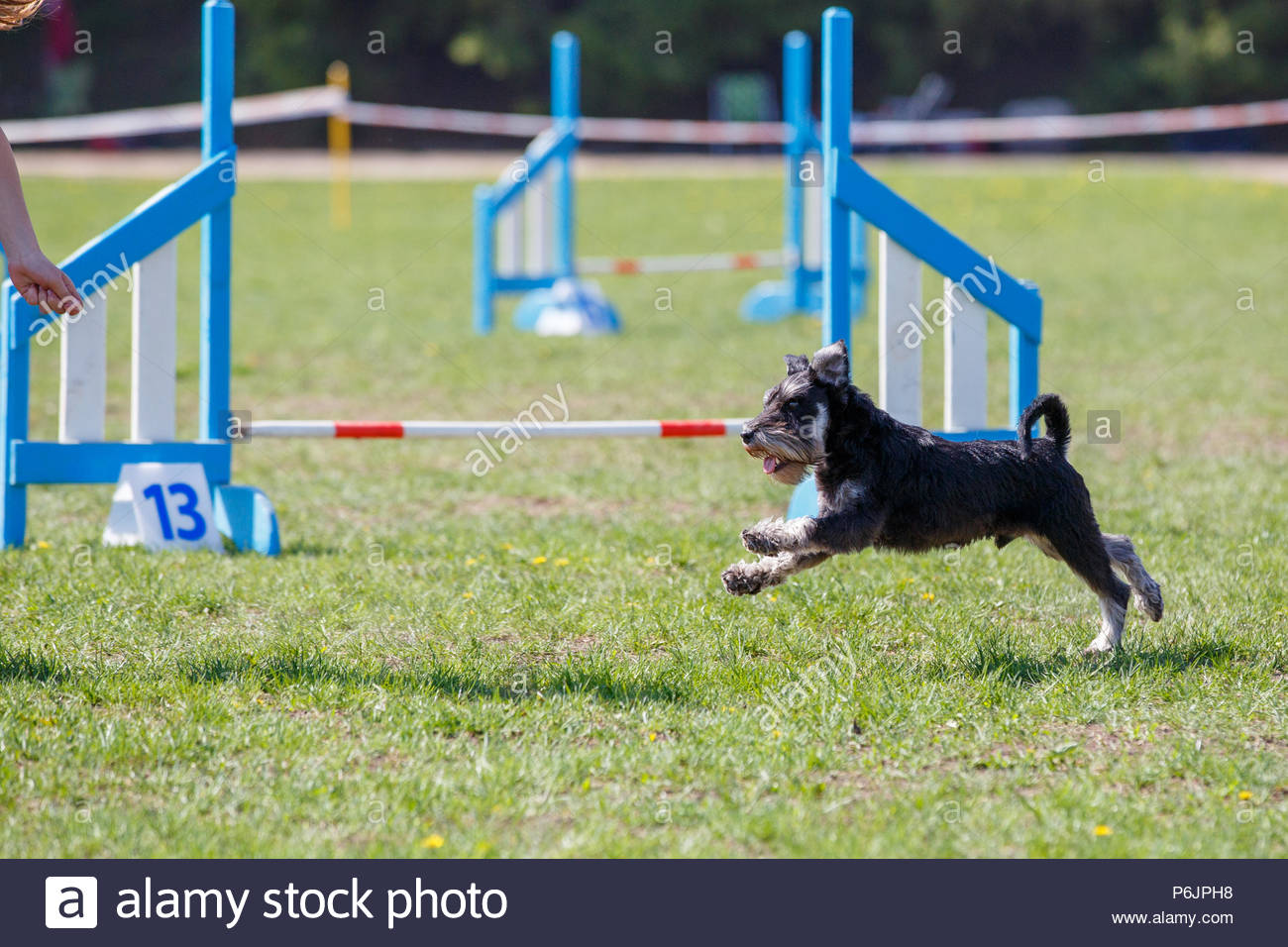 Running Zwerg Schnauzer On Its Course In Agility Petition