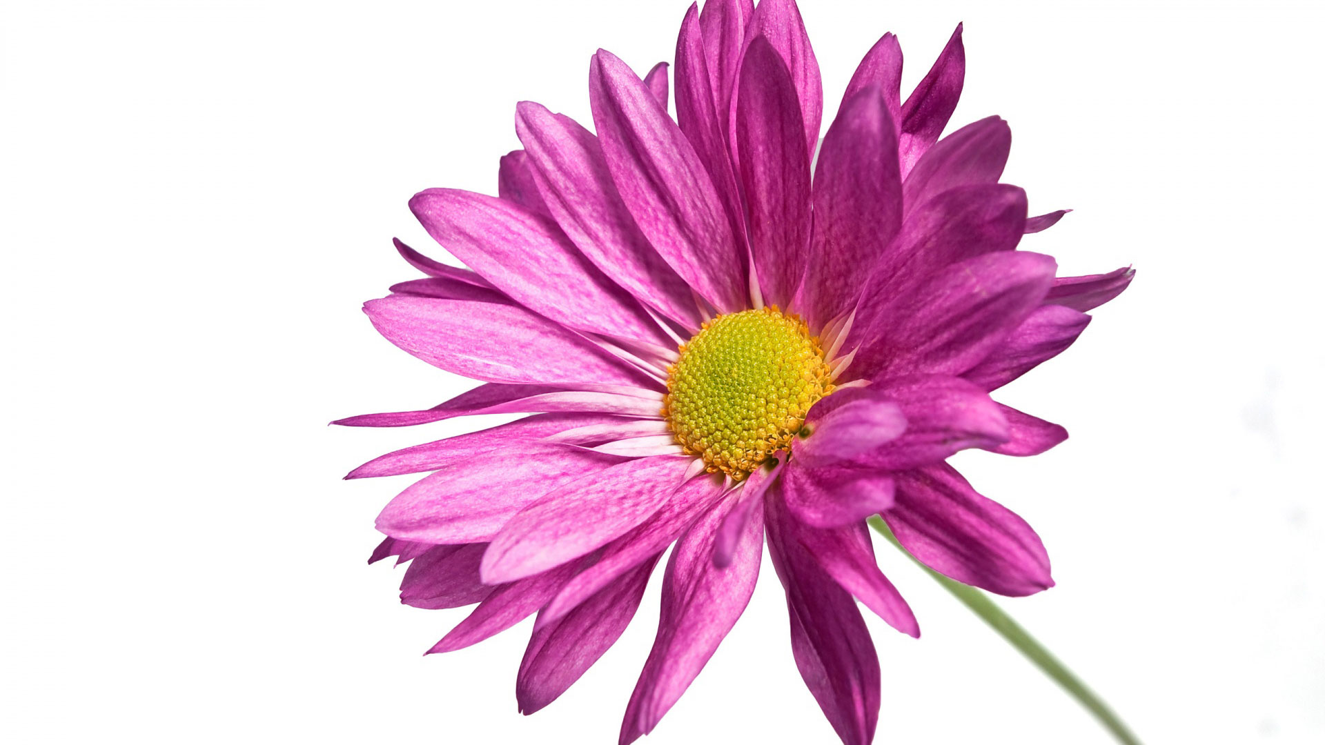 Pink Daisy Flower HD Widescreen Wallpaper Car Pictures