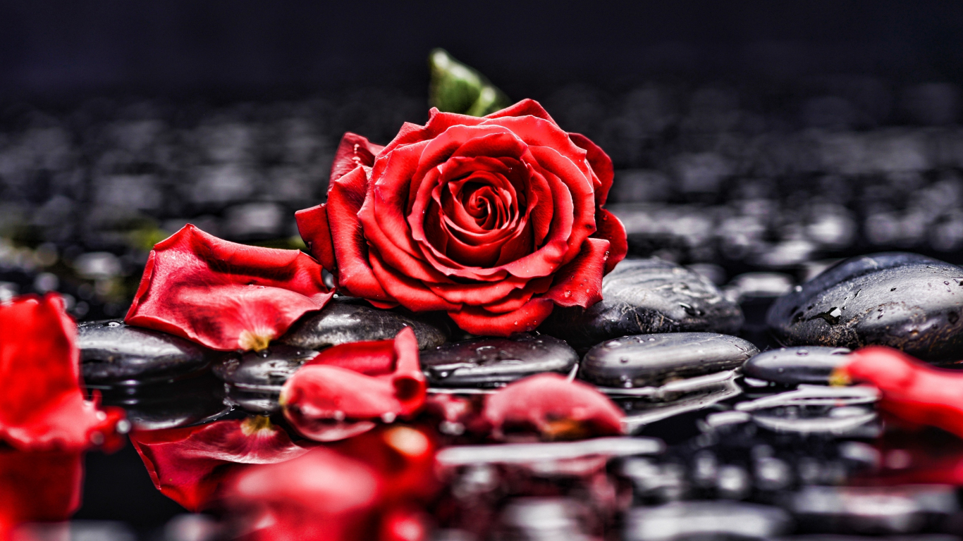 Wallpaper Pebbles Rocks Red Rose Blur