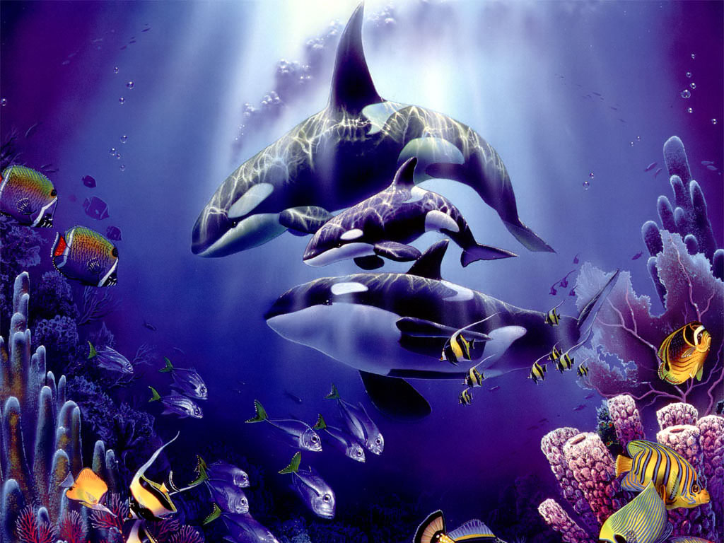 Killer Whale Live Wallpaper HD Gsfdcy