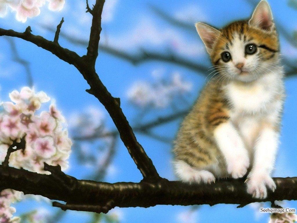 Baby Kitten Wallpaper