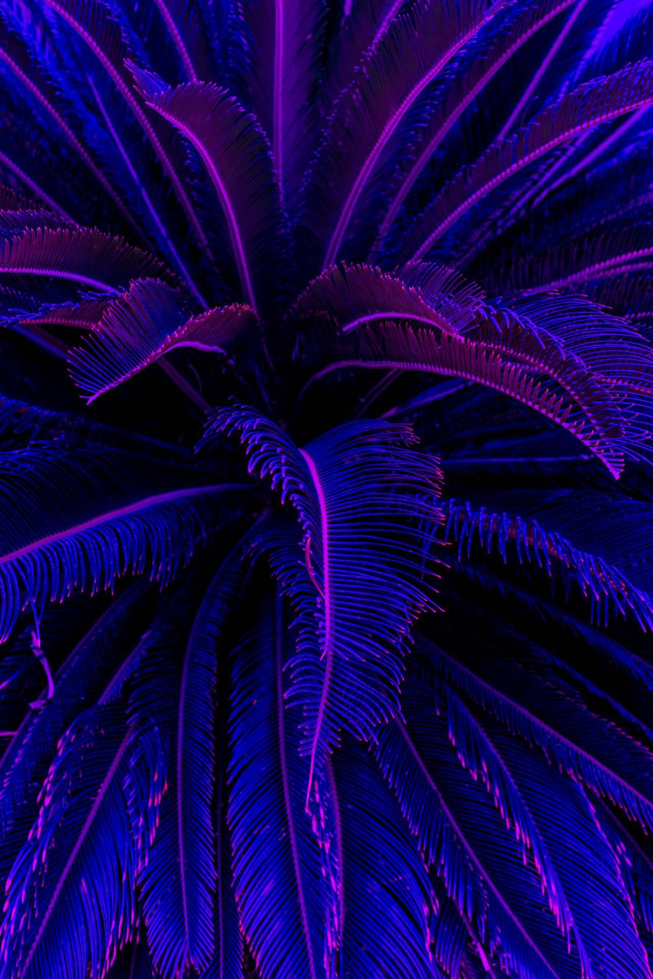 Purple Tree Wallpaper