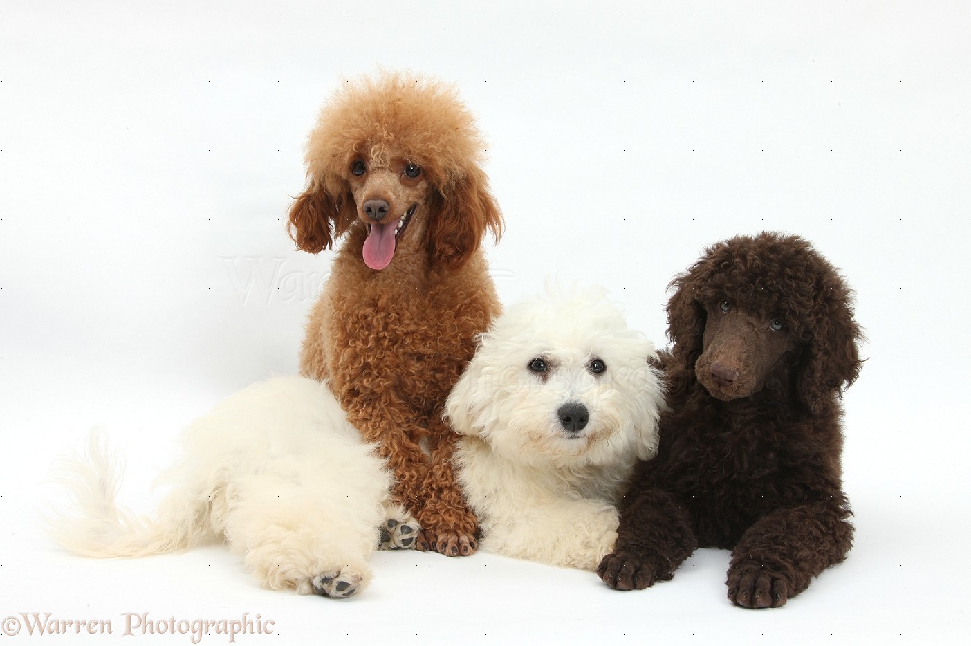 Dogs Bichon Standard Poodle Pup And Adult Toy Photo Wp36079