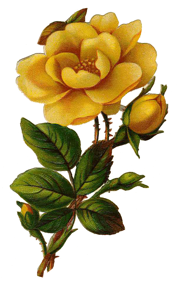 Leaping Frog Designs Vintage Yellow Rose Png Image