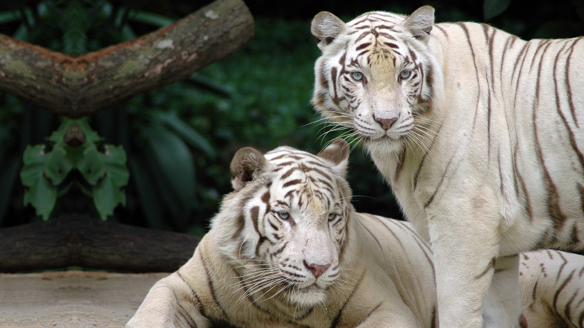White Tiger inspiration photos