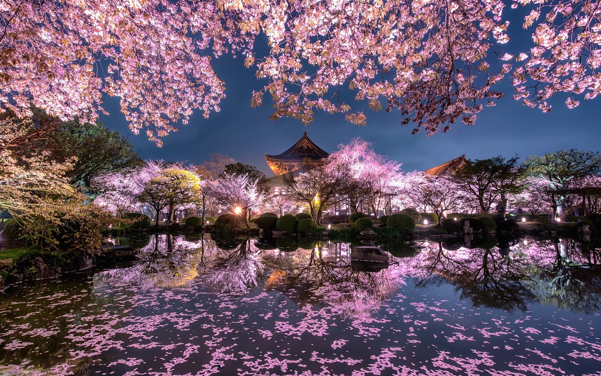 Wallpaper Japan Sakura Trees Pink Flowers Night Pond Temple