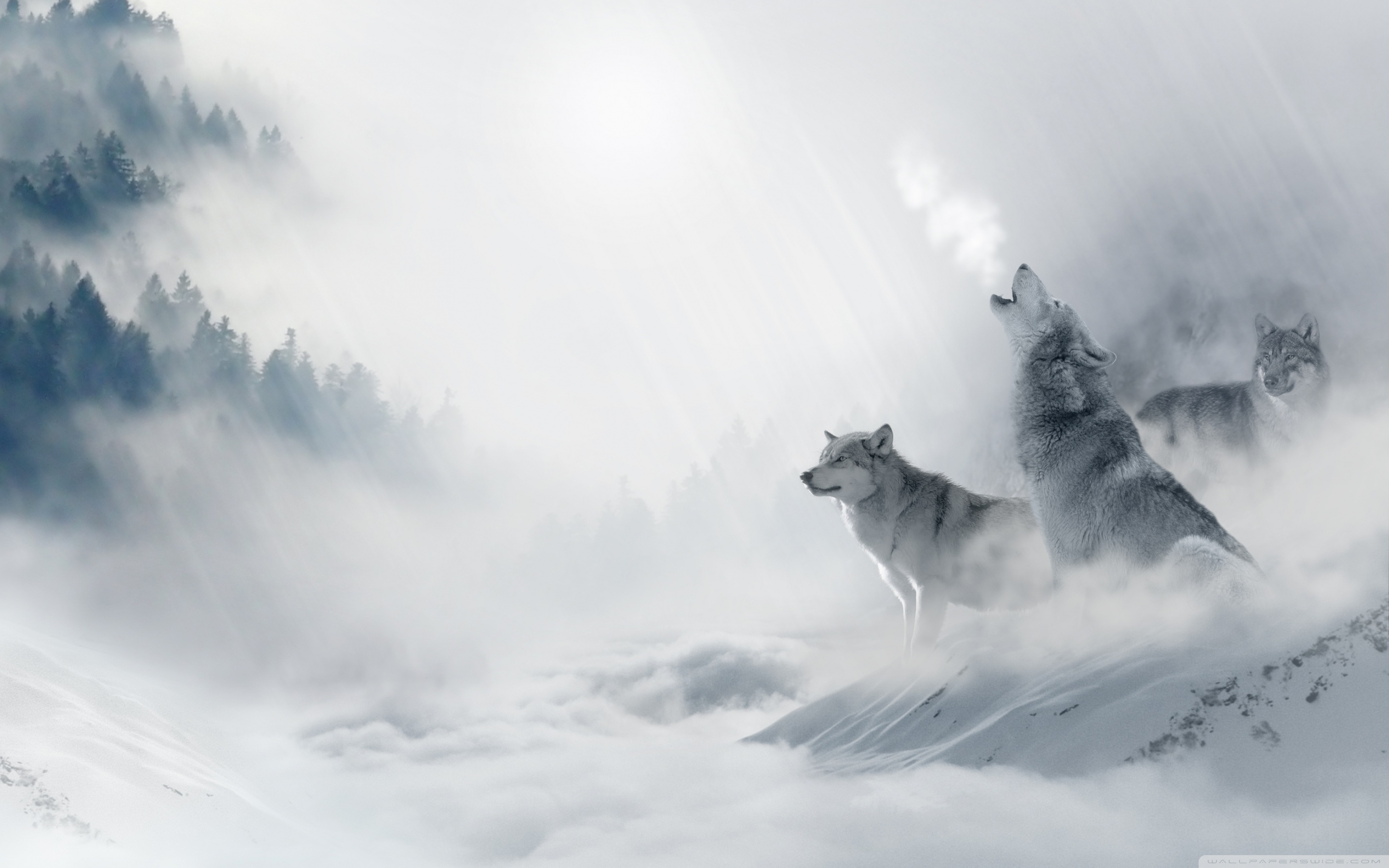 Wolf Howling 4k HD Desktop Wallpaper For Ultra Tv Wide