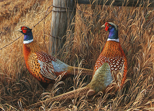 Pheasant Wallpaper Cute Theme Exotic Re Men Hunting
