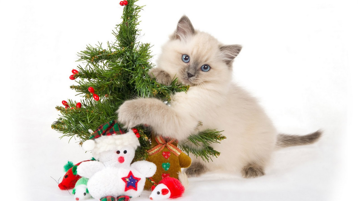Funny Cats and Small Christmas Tree Wallpaper Desktop Wallpaper with