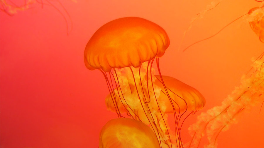 Colorful Jellyfish Wallpaper Pretty