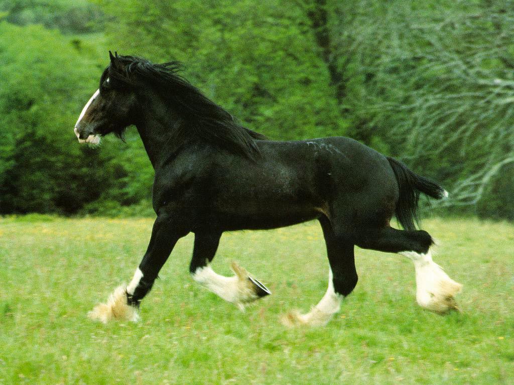 You Enjoy This Draft Horse Wallpaper From Our Horses