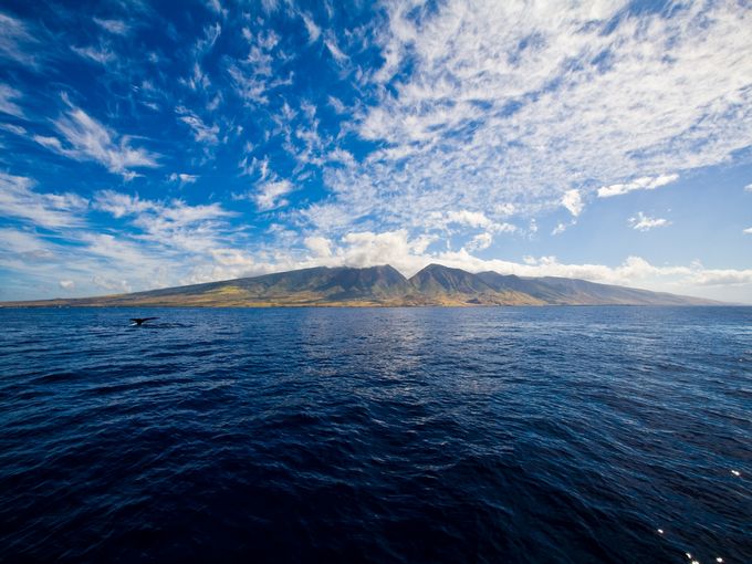 Whales Swim Off The Shore Of Maui With West Mountains In