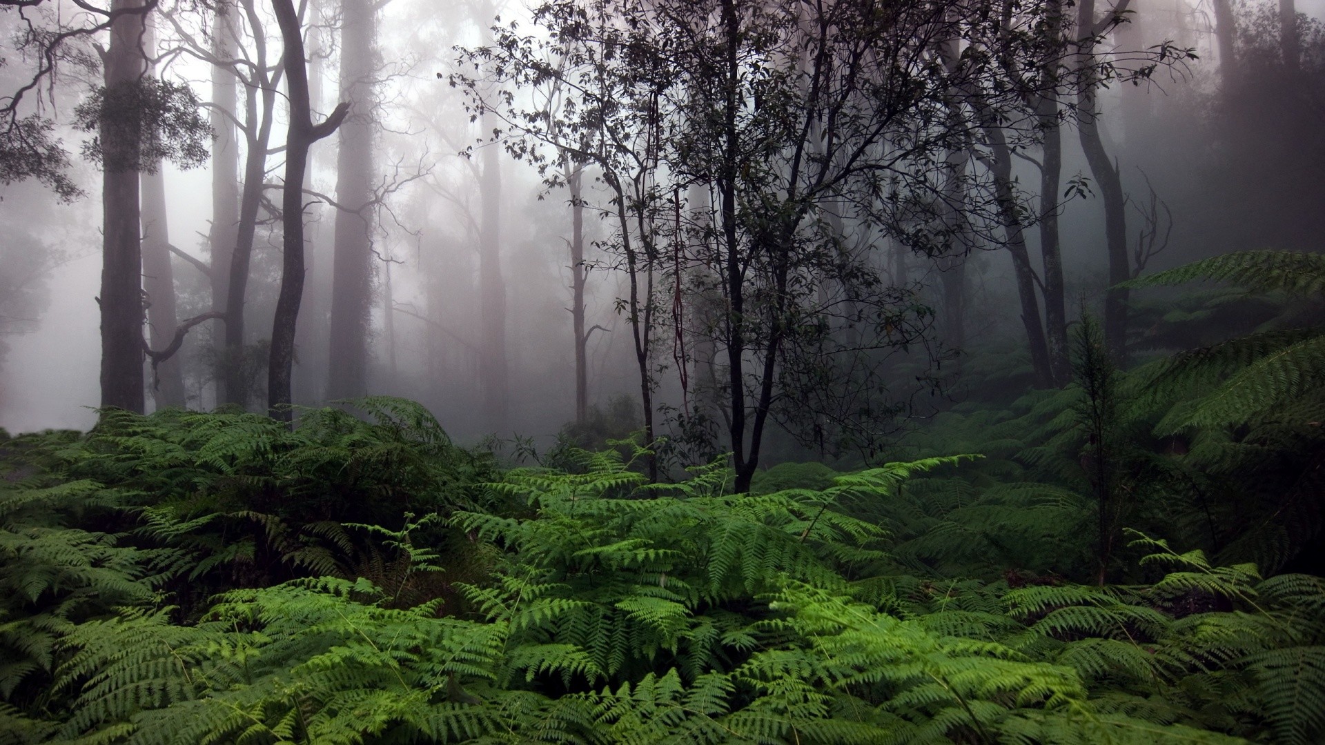 Rainforest Background Wallpaper