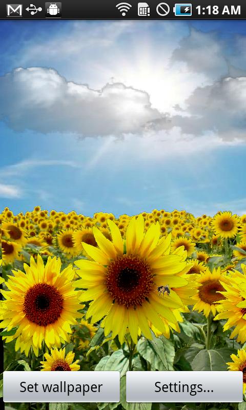 Sunflower Lw Weather Android Apps On Google Play