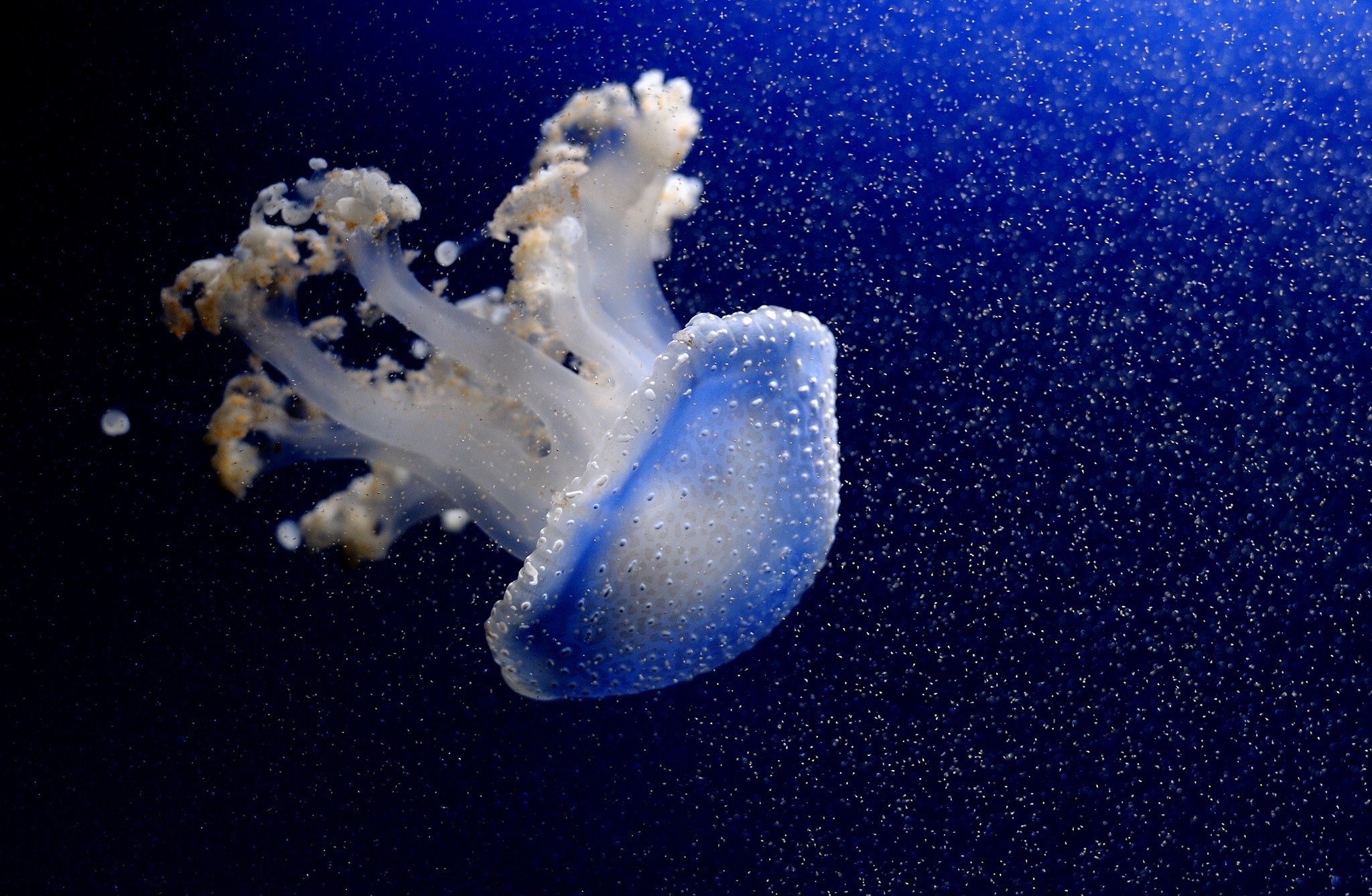 Jellyfish Background Wallpaper WarHD Desktop