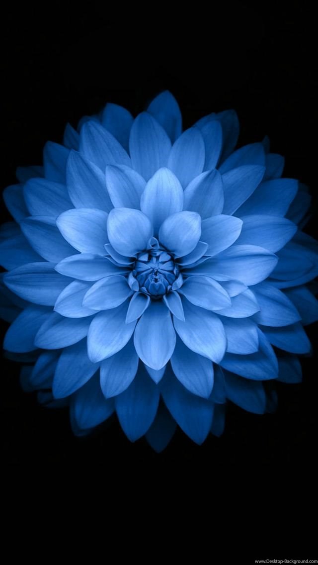 Blue Lotus Ios Pattern Art iPhone 5s Wallpaper