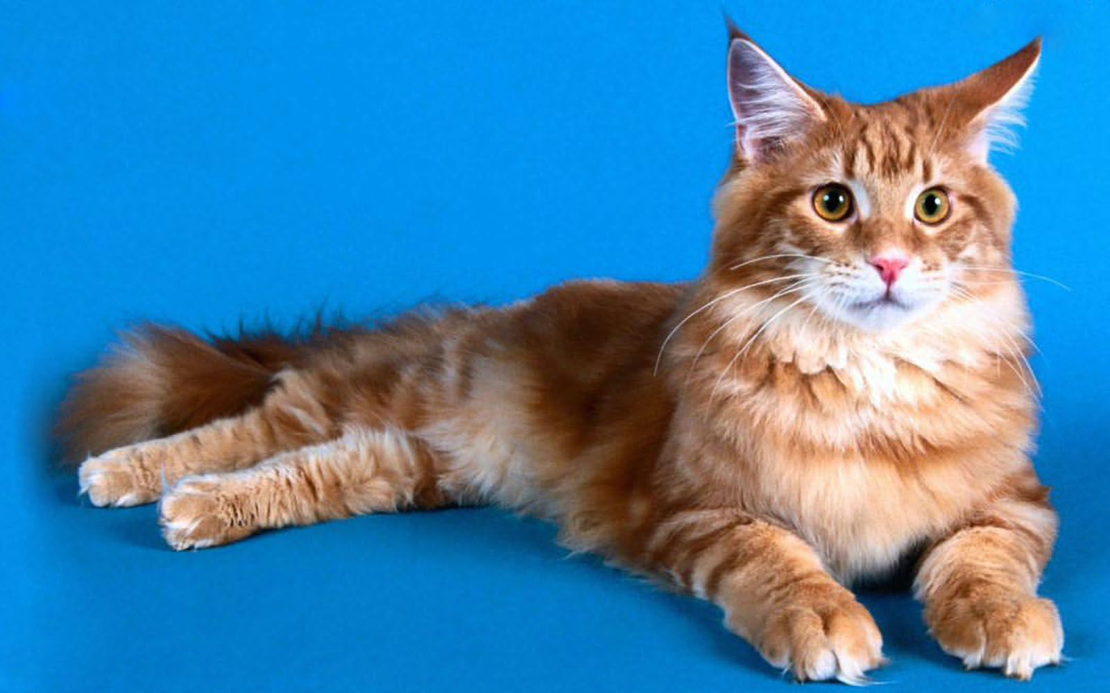 wallpapers Maine Coon Cat Wallpapers