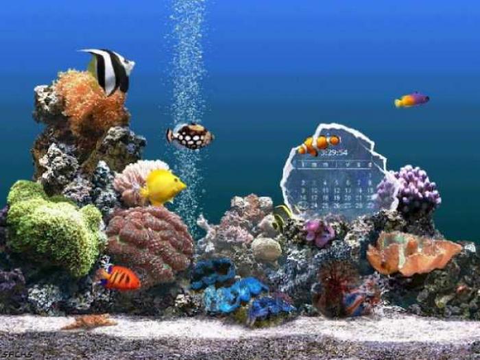 Marine Aquarium Time Es Un Salvapantallas Que Convertir Tu Pc