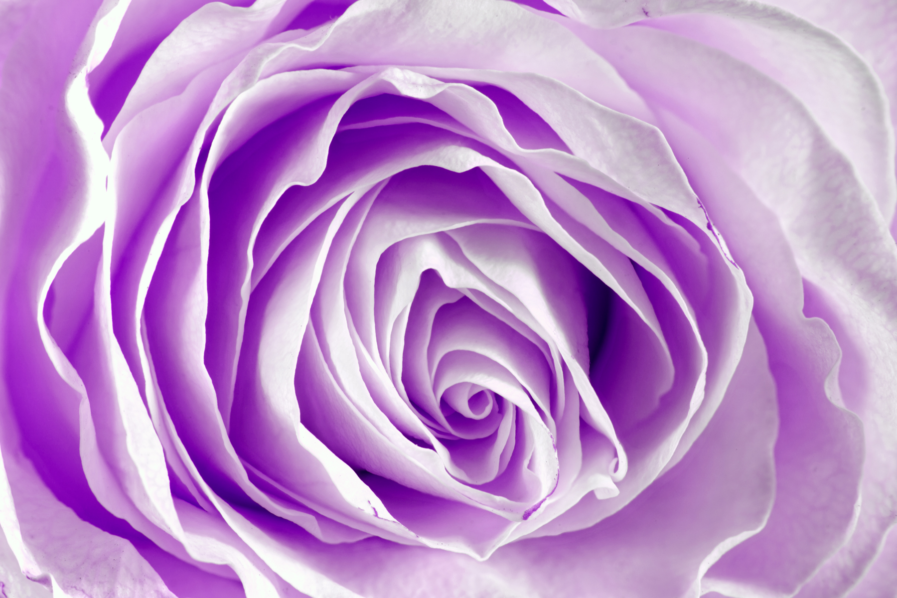 Lavender Rose   Wallpaper High Definition High Quality Widescreen