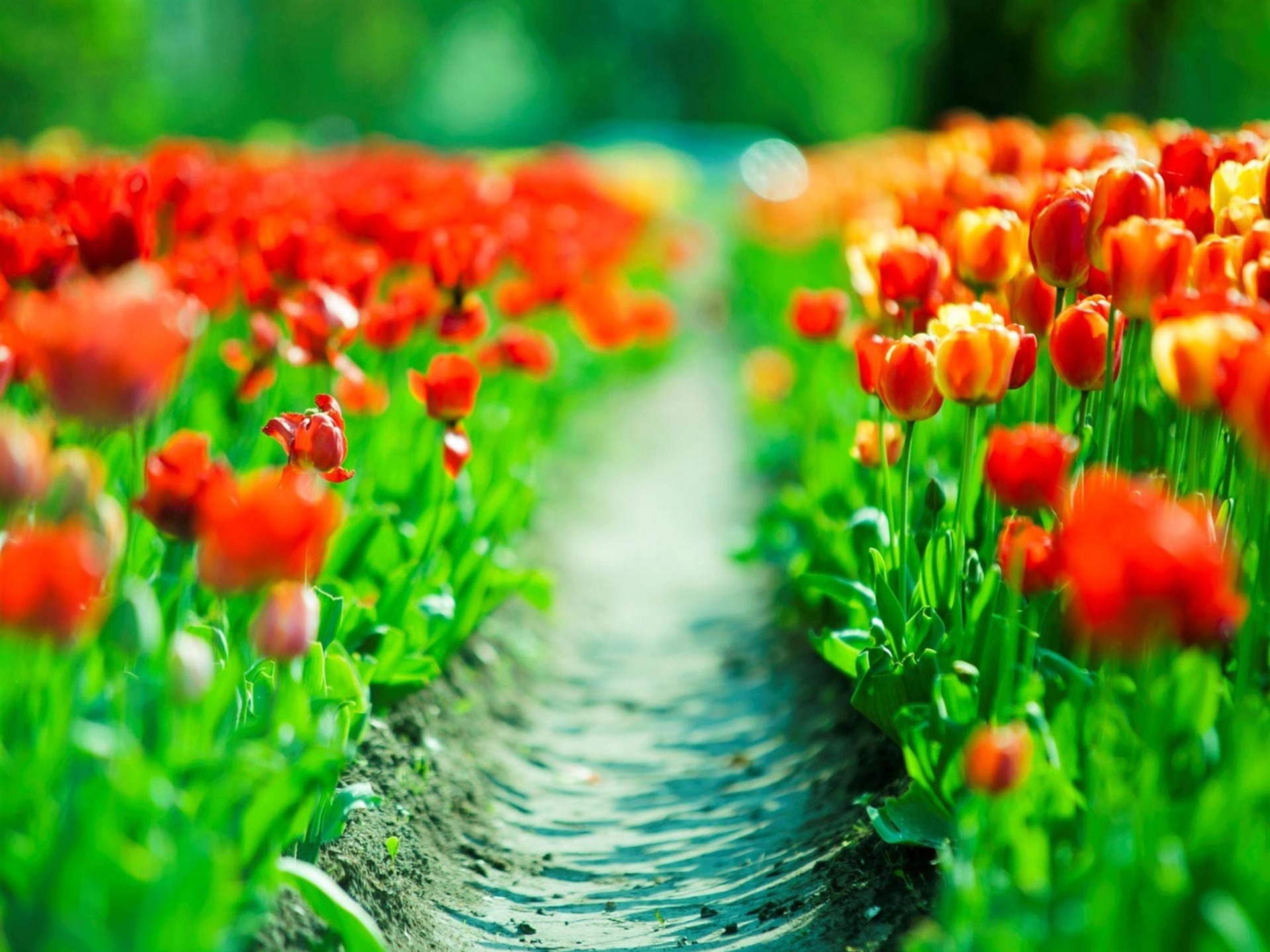 Spring Tulip Desktop Wallpaper D