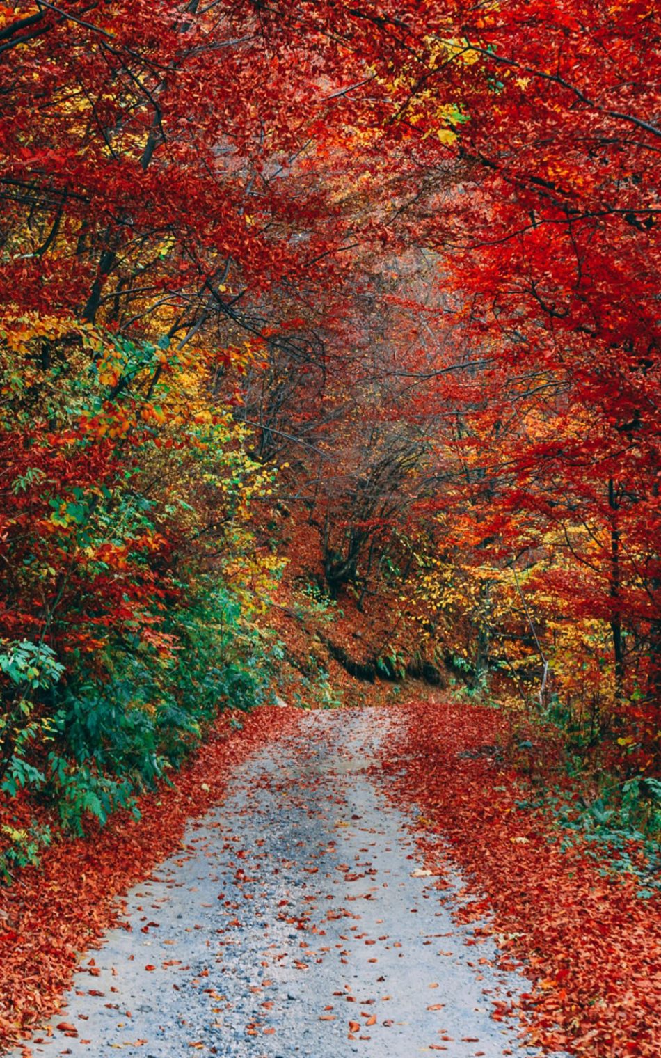 Colorful Autumn Fall Roadway Pure 4k Ultra HD Mobile