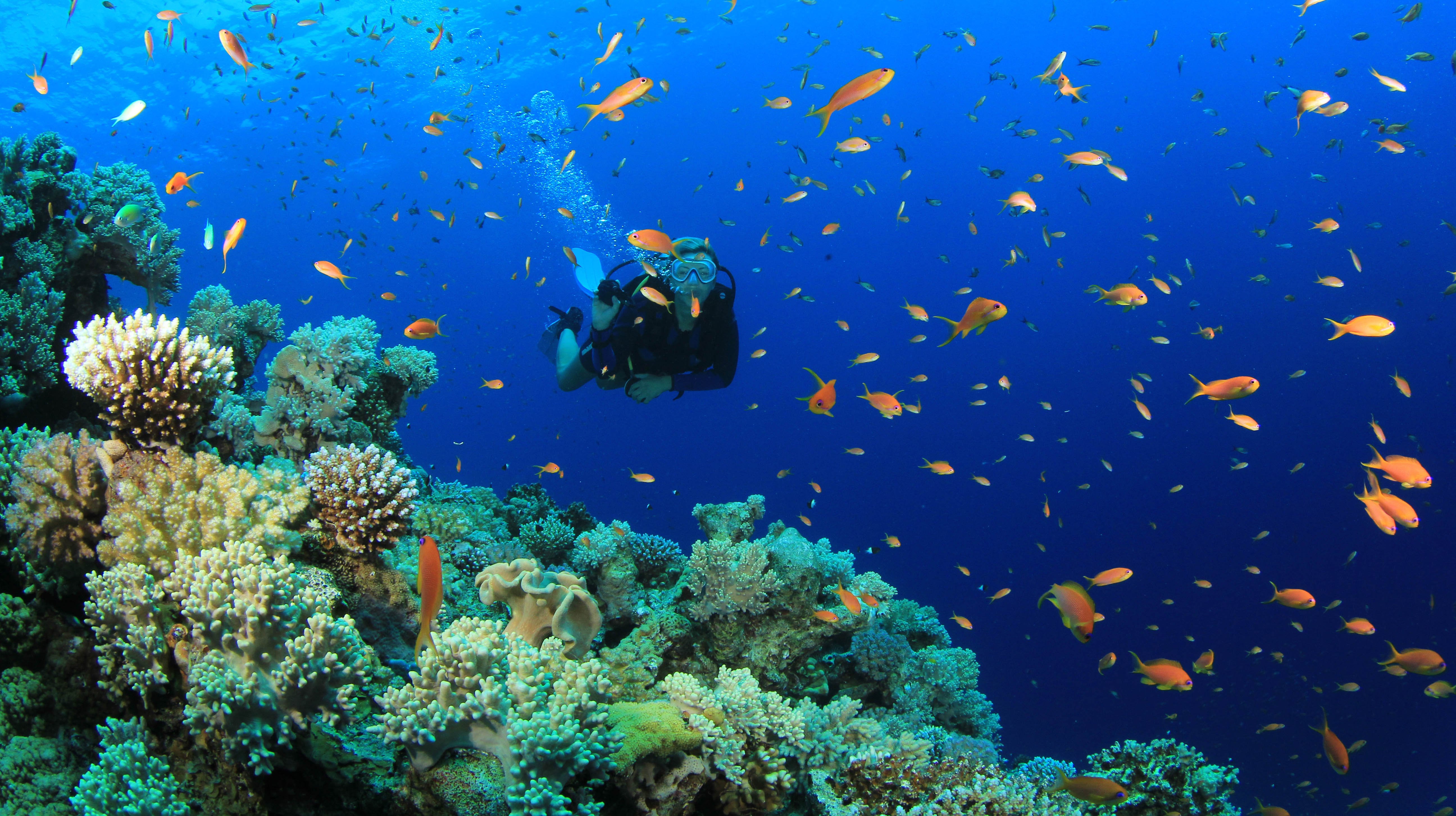 Scuba diving diver ocean sea underwater fish wallpaper 5184x2904