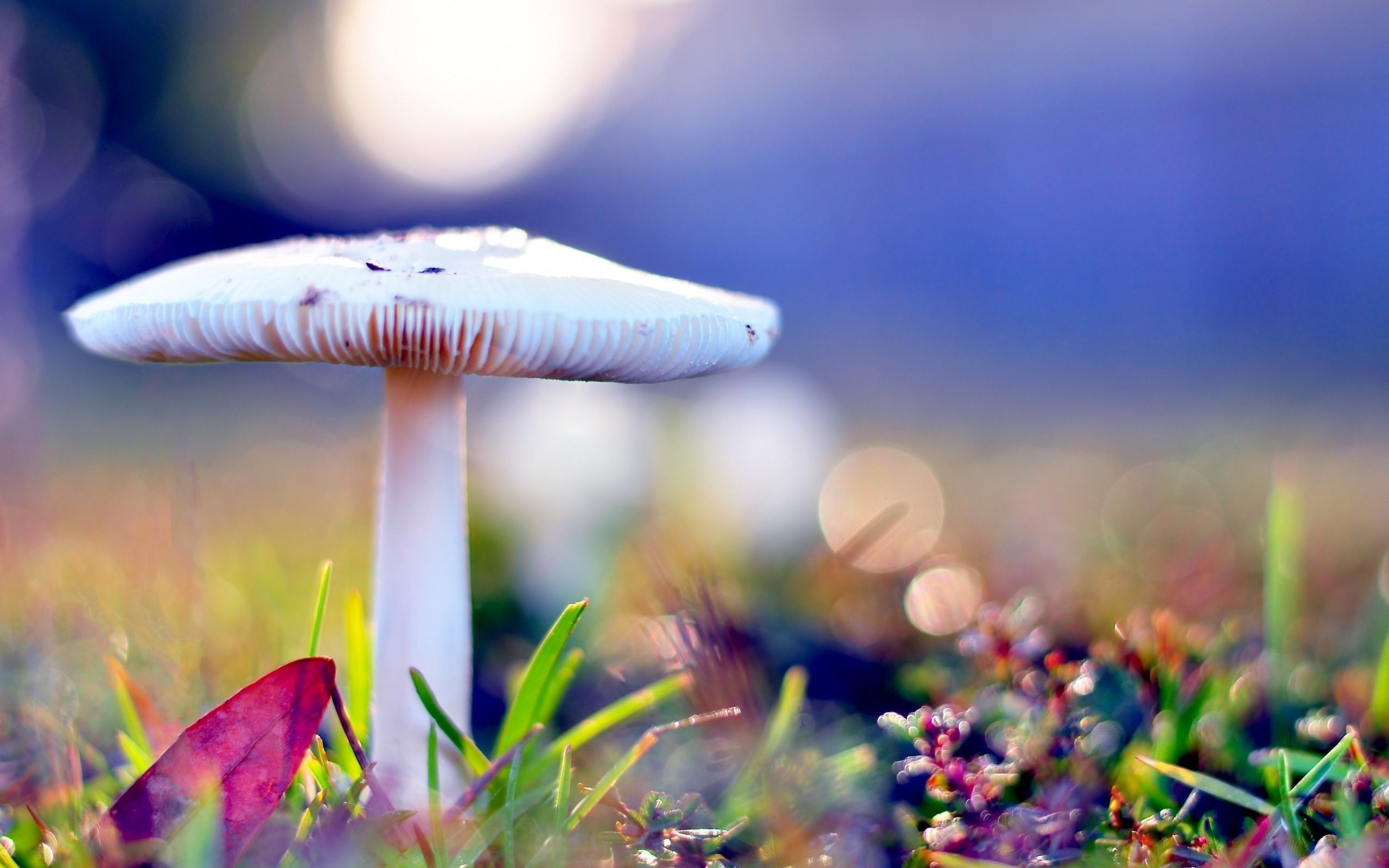 A close-up of a white mushroom in a vibrant field, with bokeh effect in the background