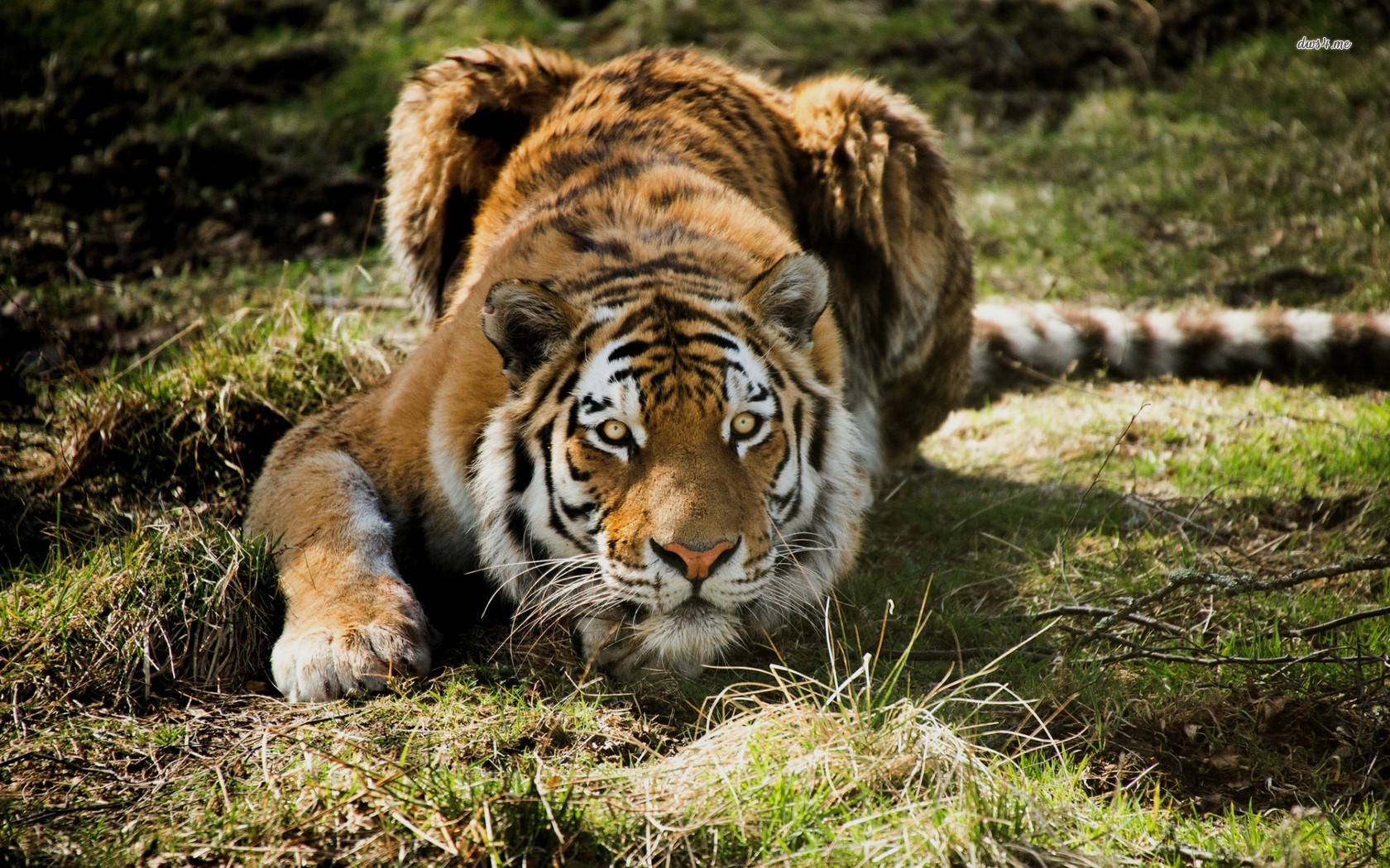 Tiger Wallpaper Animal