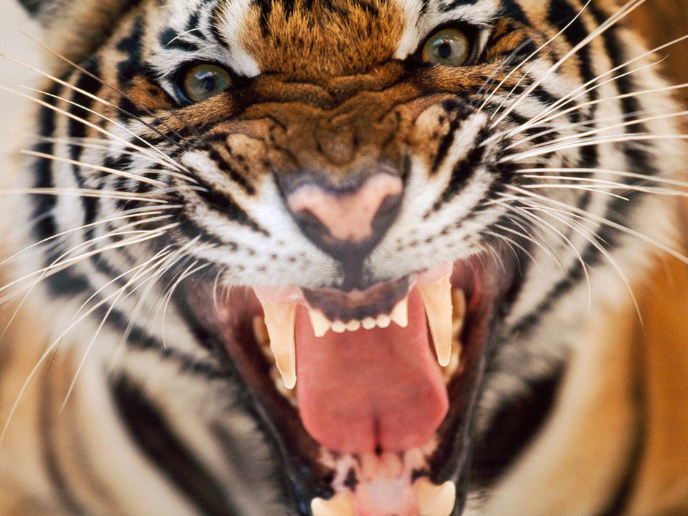 Tiger Face Snarl Hiss Close Up Jpg