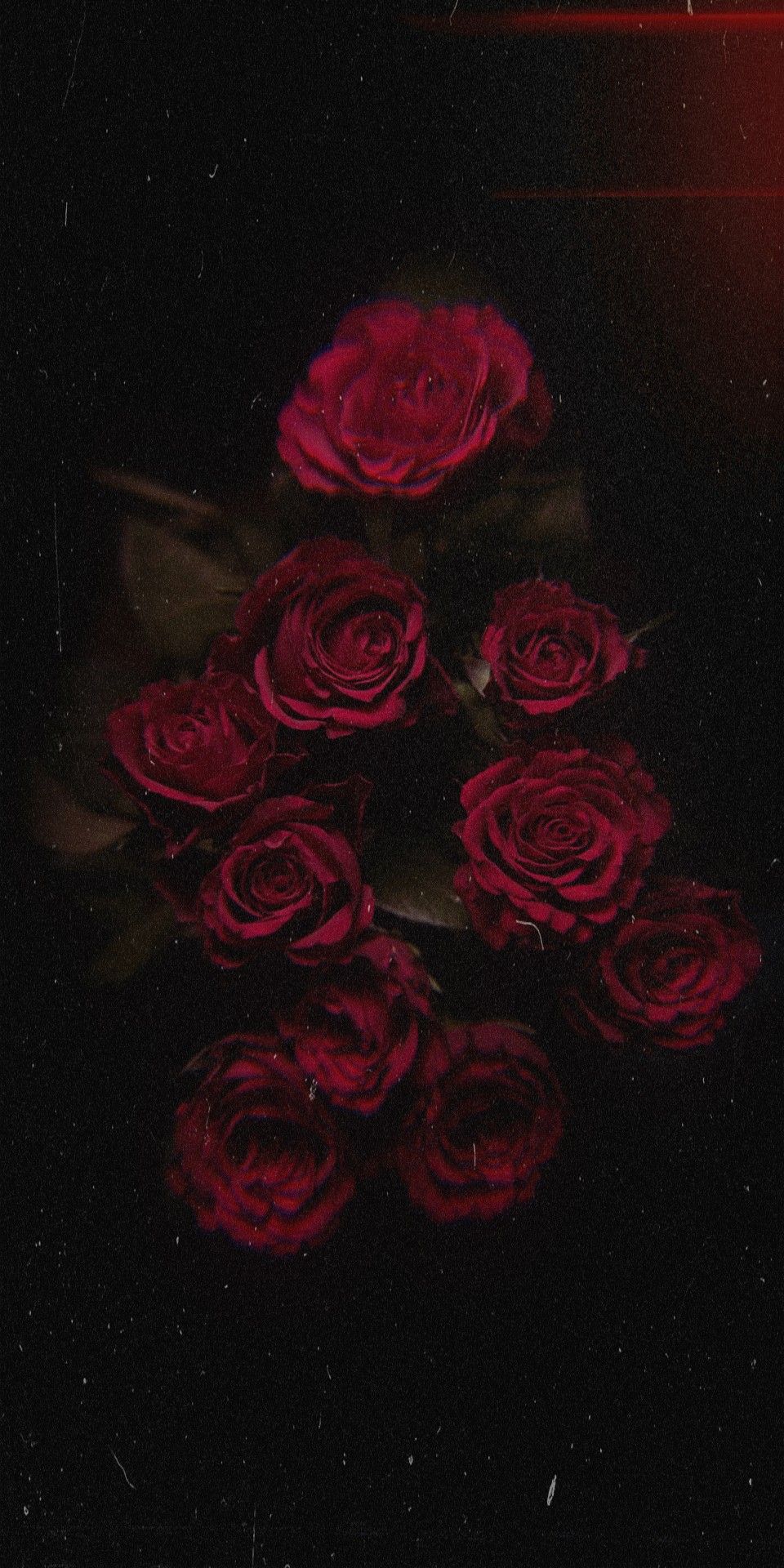 Red Rose Wallpaper