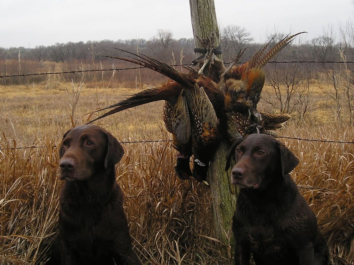 File Hunting Dogs With Catch Jpg Wikimedia Mons