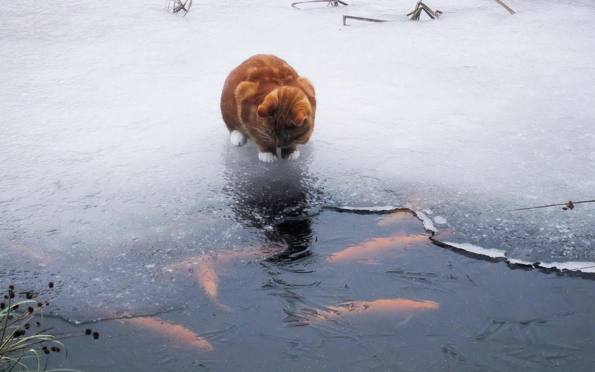 Cats and fish hunting PHOTOS Funny BOOMSbeat 1920x1200