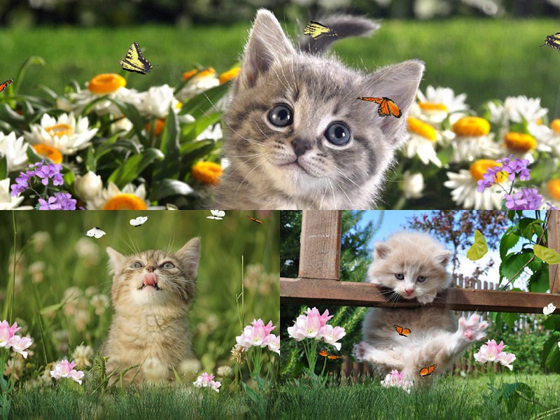 Torrent Sweet Kittens Screensaver Animated Wallpaper 1337x