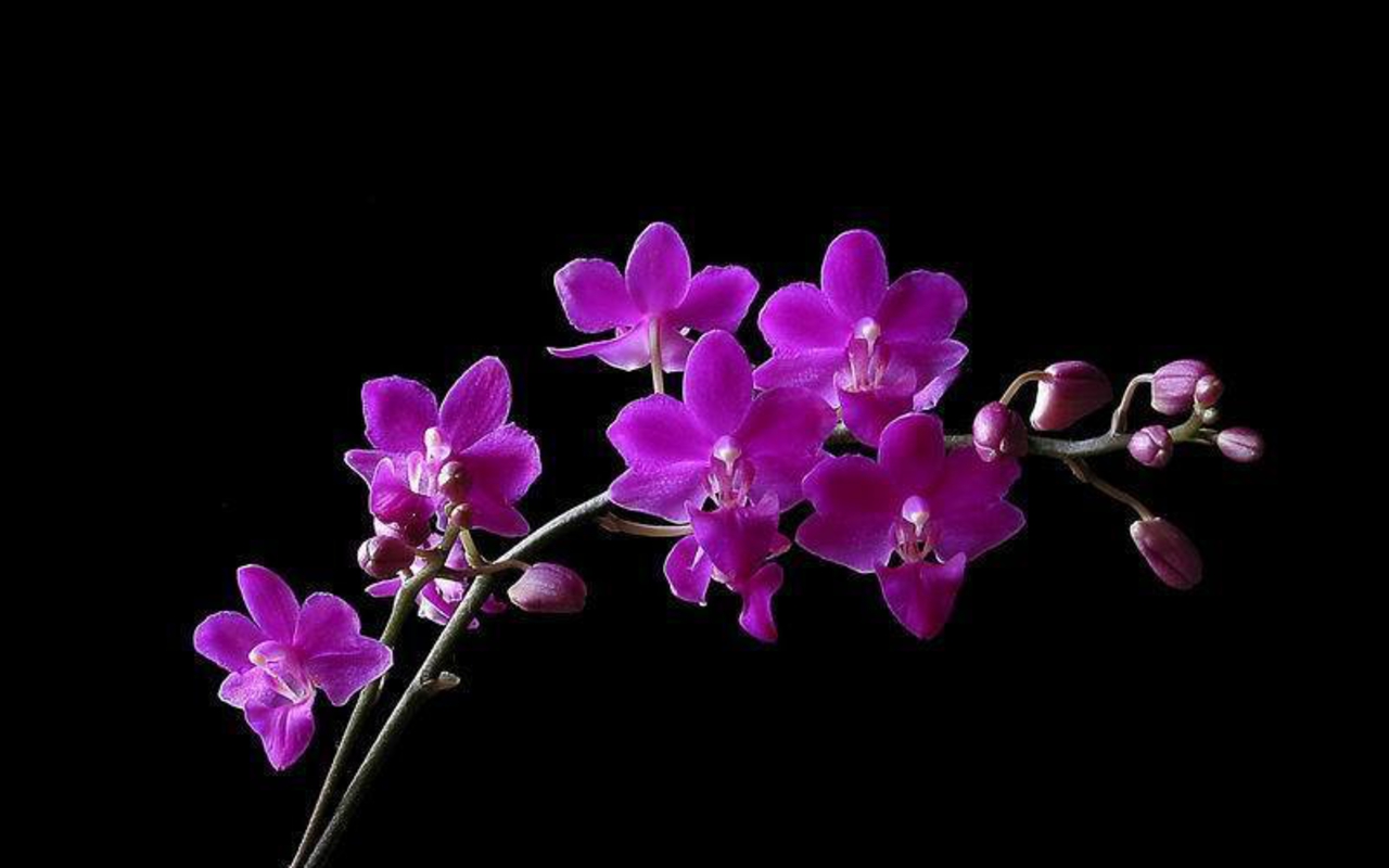 Purple Orchid Flowers For Desktop