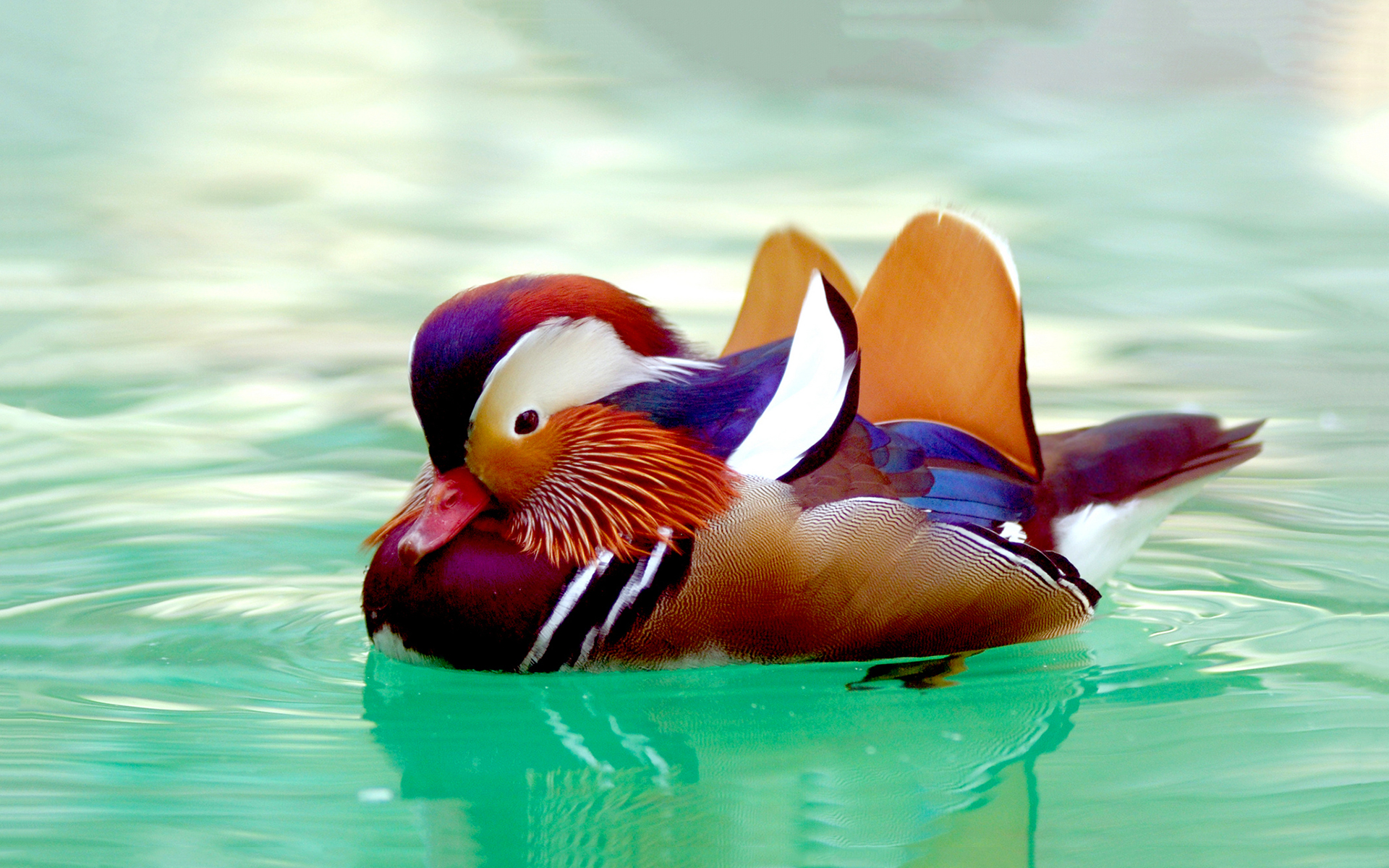 Mandarin Duck Wallpaper And Background Image