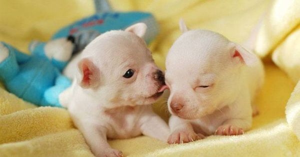 Two Cute Chihuahuas About Ready To Fall Asleep Fetch More