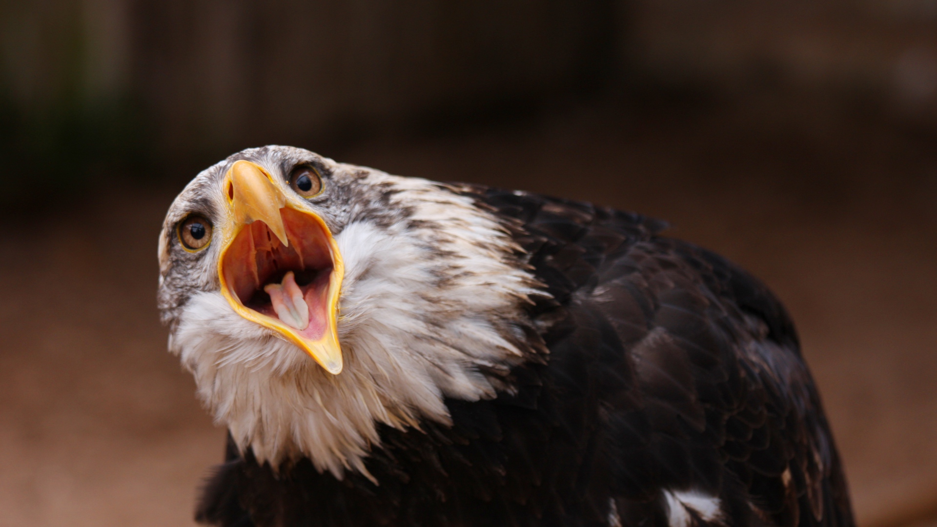 Wallpaper Eagle Bird Predator Open Mouth Full HD