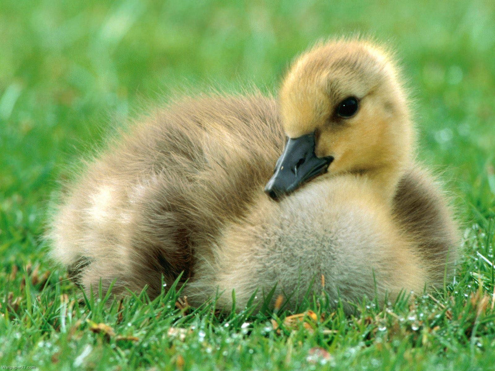 Baby Duck 1600x1200 pixels Wallpapers tagged Birds