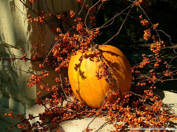 Decorative Pumpkin Photo Fall Display Wallcoo