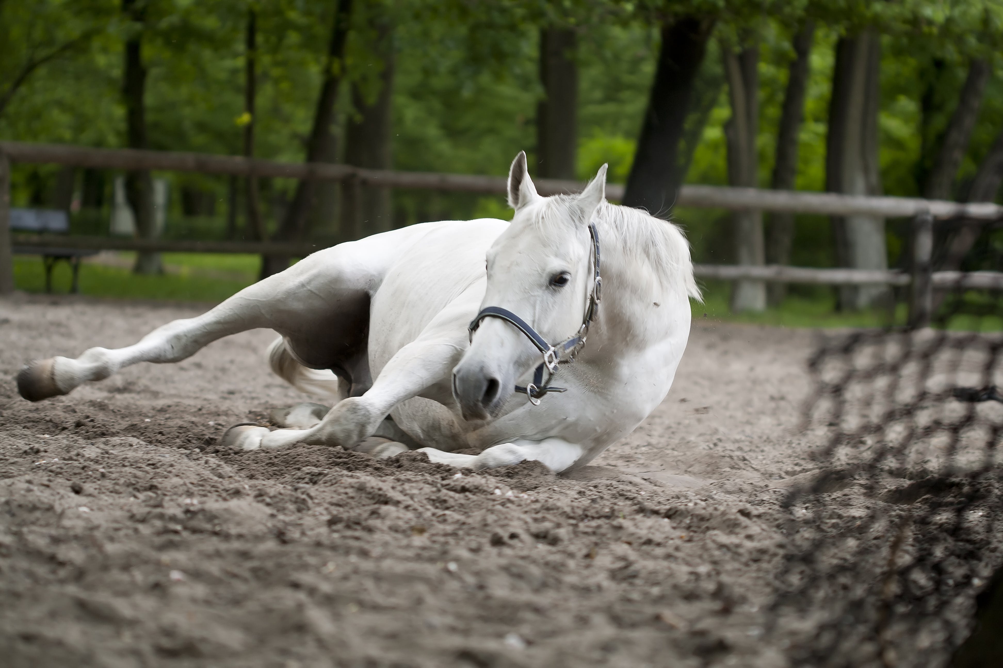 Equine Stock Photos Image Pictures HD Wallpaper