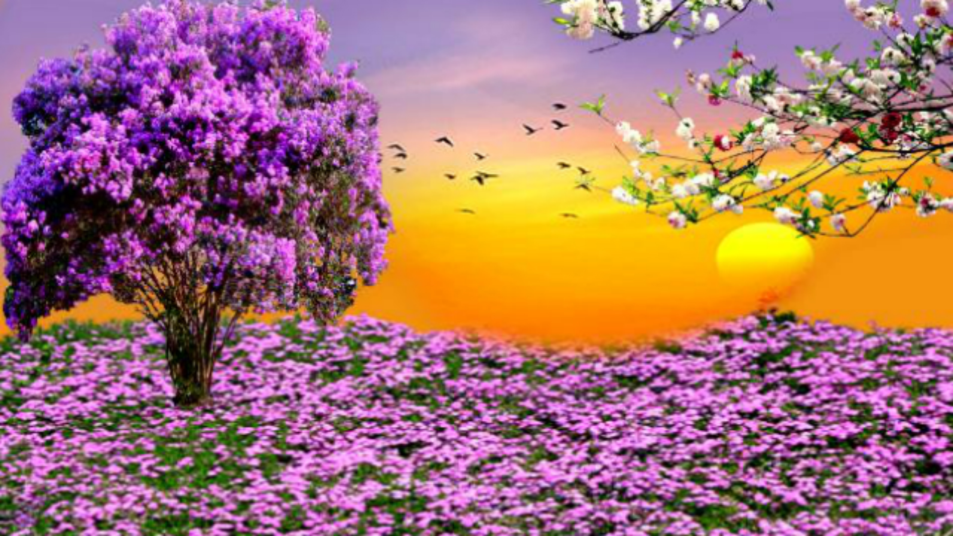 Nature Spring Purple Flowers Garden Sunset Hd Wallpaper For Desktop