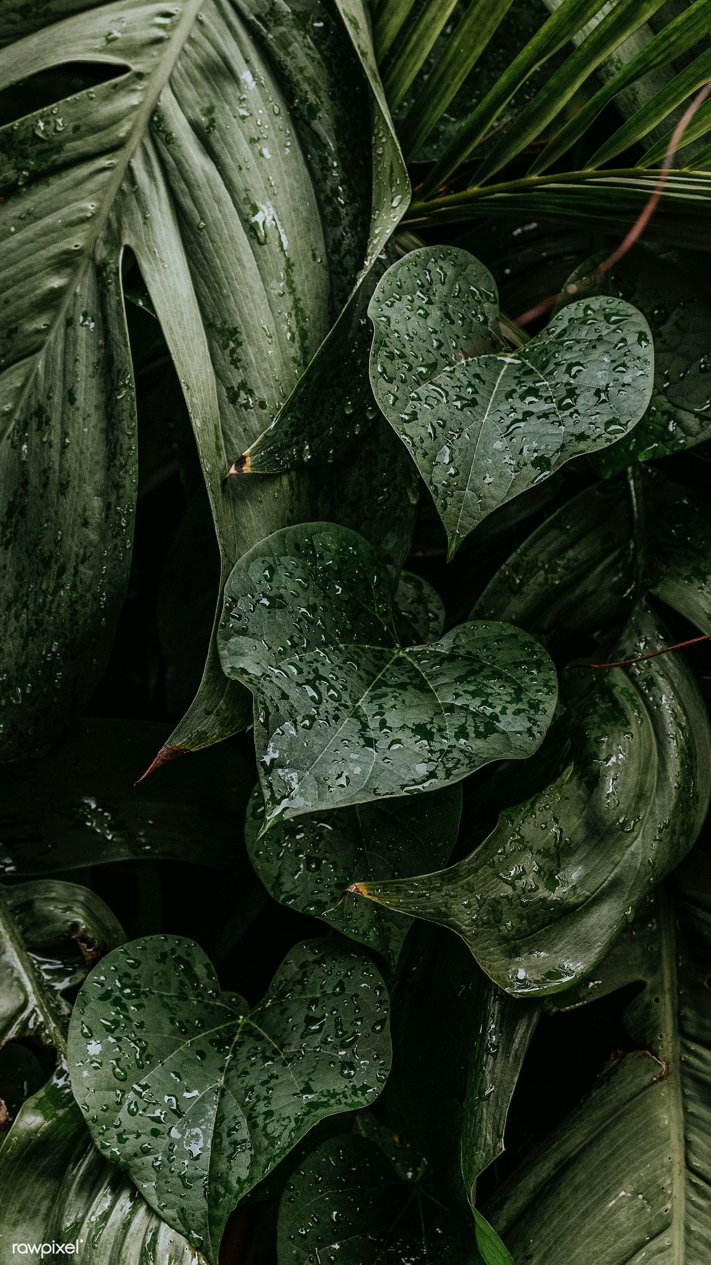 Wet Monstera Plant Leaves Mobile Wallpaper